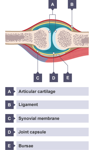 Synovial joint: featuring articular cartilage, ligament, synovial membrane, joint capsule, bursae.