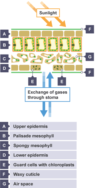 Diagram showing how a leaf is structured and what happens during photosynthesis