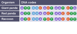 Table showing the DNA codes for the giant panda, the red panda and the raccoon