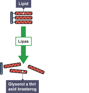 Diagram yn dangos lipidau mawr yn cael eu dadelfennu gan yr ensym lipas i ffurfio glyserol a thri asid brasterog.