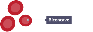 diagram of three red blood cells labelled biconcave