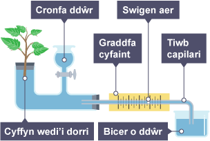 Diagram o arbrawf sy'n defnyddio potomedr i fesur cyfradd trydarthiad. Cyffyn wedi'i dorri, cronfa, graddfa gyfaint, swigen aer, tiwb capilari, a bicer o ddŵr wedi'u labelu.