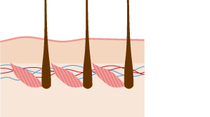 Diagram showing how skin hairs stand upright when we are cold.