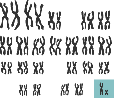 Diagram showing male gender chromosomes