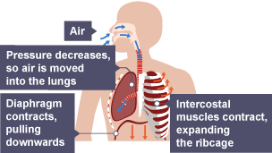 Air is drawn in to nasal cavity and mouth and down throat. Pressure decreases in lungs, air is pushed in. Diaphragm contracts and pulls downwards. Intercostal muscles contract and expand the ribcage.