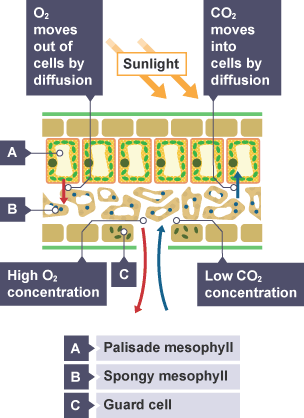 Diagram showing the process of diffusion in a leaf