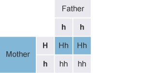 The Mother has one copy of the allele for Huntington's Disorder, the father has none. Therefore there's a 50% chance their offspring will have Huntington's Disorder.