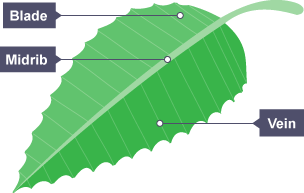 Diagram of a plant leaf