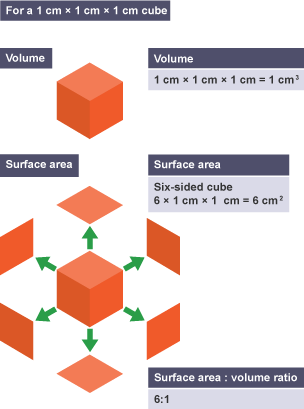 It’s straightforward to model cells using cubes.