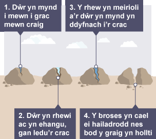 Mae dŵr yn mynd i mewn i grac mewn craig. Mae’r dŵr yn rhewi, ehangu, a lledu’r crac. Mae’r rhew yn meirioli a'r dŵr yn mynd yn ddyfnach i’r crac. Mae’r broses yn ailadrodd nes bod y graig yn hollti.