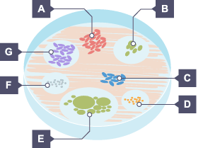 Bacteria can replicate approximately every 20 minutes by binary fission, which is a simple form of cell division. This level of replication will depend on the availability of nutrients.