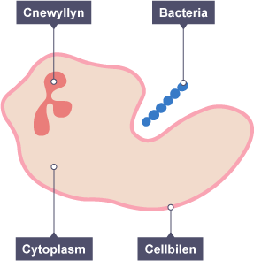 Diagram o gell wen y gwaed yn amgylchynu bacteria. Mae Cnewyllyn, Cytoplasm a Cellbilen wedi'u labelu ar y gell wen.