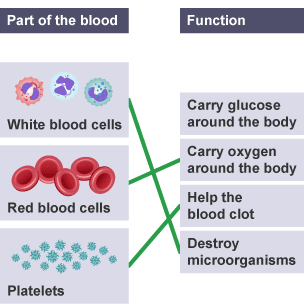 The correct functions have been linked the parts of the blood