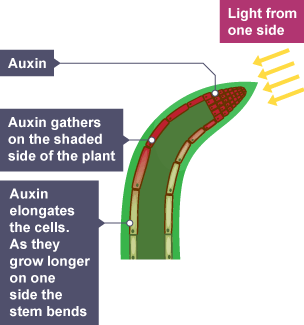 Phototropism showing a plant stem bending towards light from one side. Auxin collects on the shaded side causing the cells on that side to elongate.