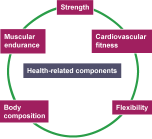 The 11 components of fitness - Keeping fit and healthy through sports -  Edexcel - GCSE Physical Education Revision - Edexcel - BBC Bitesize