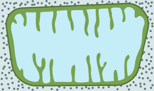 Diagram of a mitochondria - tiny organelles found in the cell cytoplasm