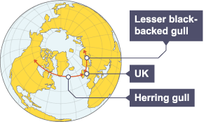 The map shows a view of the Earth from above the North Pole. The map also shows where these two species are found.