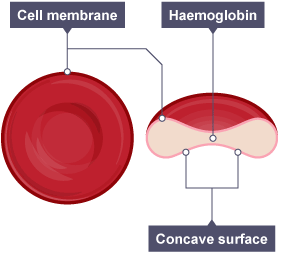 red blood cell diagram labeled