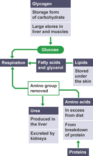 A flow chart showing the different cycles of Glucose.