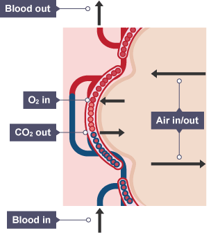 BBC Bitesize - Higher Biology - Maintaining metabolism - Revision 2