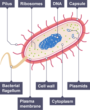 Bacteria Diagram Bbc Bitesize Choice Image - How To Guide 