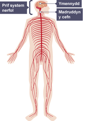 Diagram o'r brif system nerfol ddynol â'r ymennydd a madruddyn y cefn wedi'u labelu