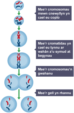 Diagram o gellraniad: Mae cromosomau mewn cnewyllyn yn cael eu copïo. Mae cromatidau’n cael eu tynnu ar wahân ac yn symud tuag at begynau. Mae cromosomau’n gwahanu. Mae'r gell yn rhannu