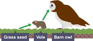 A 'grass seeds-vole-barn owl' food chain