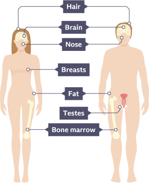 An illustration of the human body showing adult stem cells in the bone marrow in the leg, testes, fat, breast, nose, brain, hair.