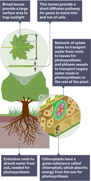 Broad leaves - Provide a large surface area to trap sunlight. Thin leaves - Provide a short diffusion pathway for gases to move into and out of cells. Extensive roots - To absorb water from soil, needed for photosynthesis. Network of tubes (xylem and phloem) - To transport water, mineral ions and glucose (food) around the plant. Lots of chloroplast - Chloroplasts have a green substance called chlorophyll, which absorbs energy from the sun for photosynthesis.