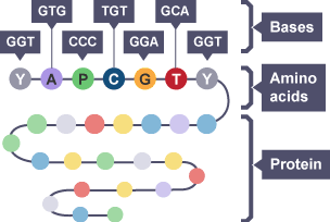 A sequence of bases which make up an amino acid.