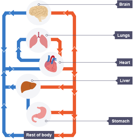 double pump heart system Cardiovascular Physical    BBC  GCSE Education Bitesize