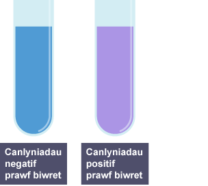 Dau diwb profi. Un yn cynnwys hydoddiant biwret ac yn lliw glas. Y llall yn cynnwys hydoddiant biwret a phrotein ac yn lliw porffor.