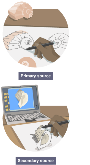 A student drawing a shell from real life (primary source) and also from a photo on a laptop (secondary source)