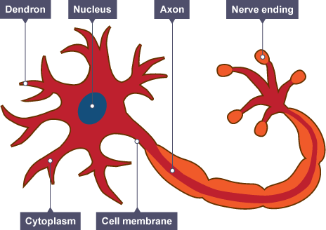 Relay Neuron