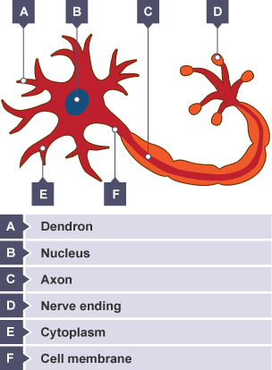 Diagram of a motor neurone