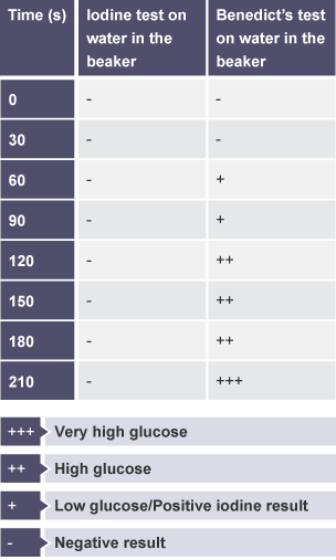 Table of results showing how the liquid inside and outside of the Visking tubing is sampled and tested for starch (using iodine) and glucose (using Benedict’s solution) at regular intervals.