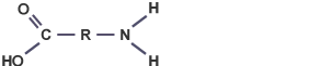 An amino acid, having a carboxyl group (C O O H) at one end, and an amine group (NH2) at the other.