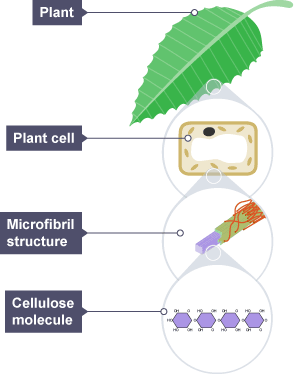 cellulose plant cell magnified microfibril molecule leaf photosynthesis structure