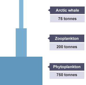 Pyramid of biomass labelled from top to bottom: Arctic whale - 75 tonnes; Zooplankton - 200 tonnes; Phytoplankton - 750 tonnes.