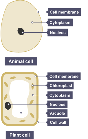 BBC Bitesize - KS3 Biology - Cells to systems - Revision 3