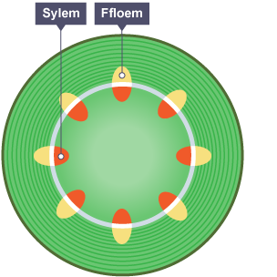 Trawstoriad drwy goesyn planhigyn yn dangos y Sypynnau fasgwlar. Sylem a Ffloem wedi'u labelu.