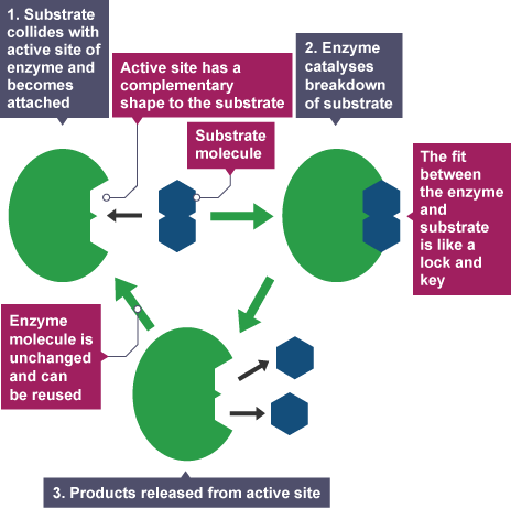 What does the lock and key hypothesis state?