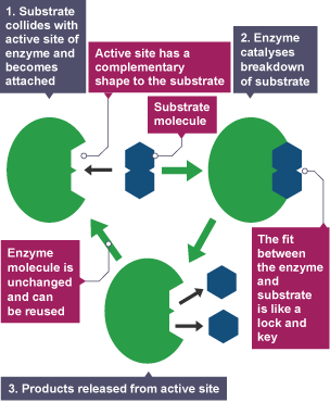 What does the lock and key hypothesis state?