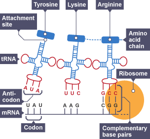 RNA type diagram