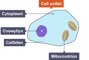 Diagram o gell anifail â'r labeli Cytoplasm, cnewyllyn, cellbilen, a mitocondrion.