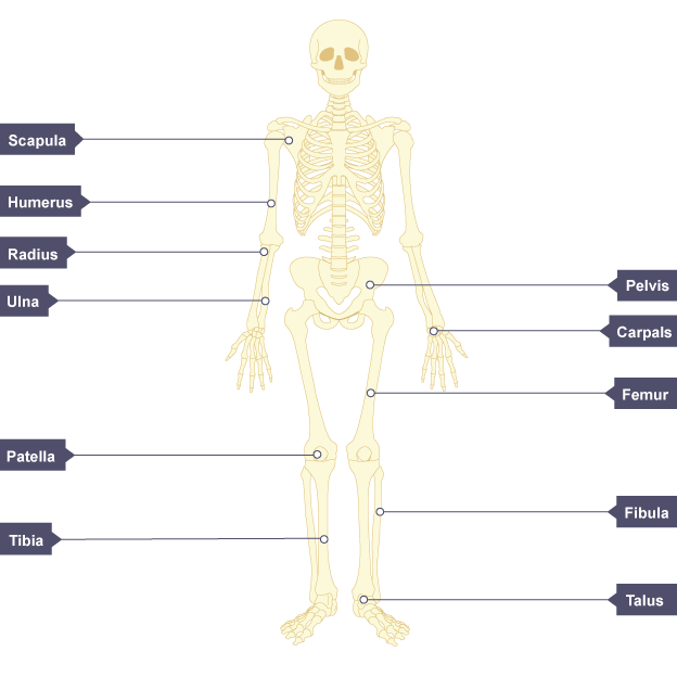 simple skeletal system diagram