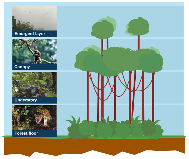 Diagram of the four layers of the rainforest: forest floor, understory, canopy and emergent layer