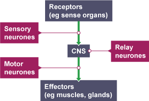 Diagram of how information flows from receptors to effectors in the nervous system