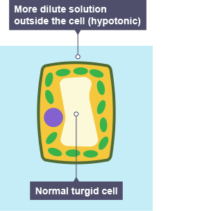 dilute solution diagram